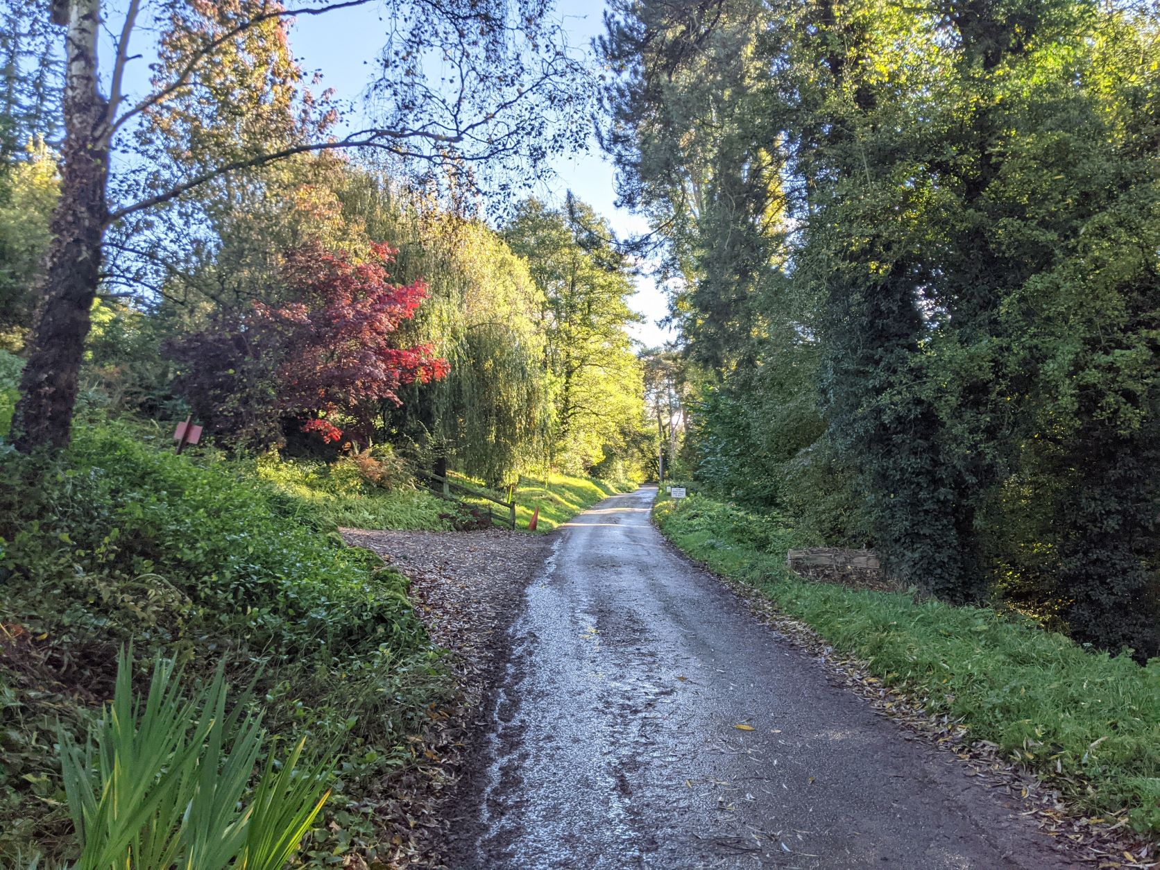 Mill Lane colours, October 30th